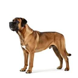 Mastiff