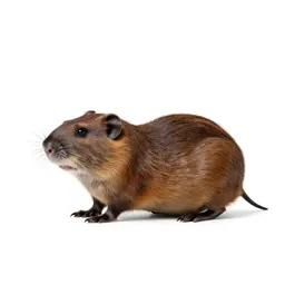 Meadow vole