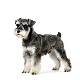Miniature schnauzer