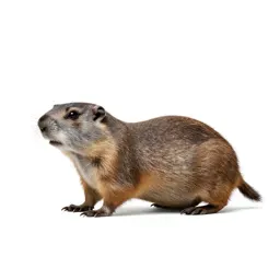 Northern pocket gopher