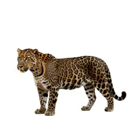 Panther