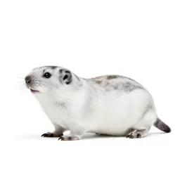 Pied lemming