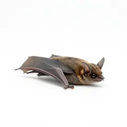 Pipistrelle