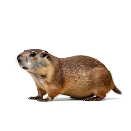 Plains pocket gopher