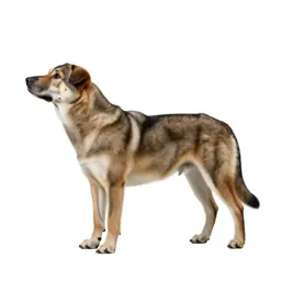 Pointer