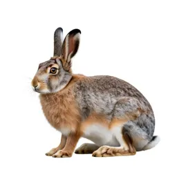 Polar hare
