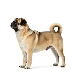 Pooch