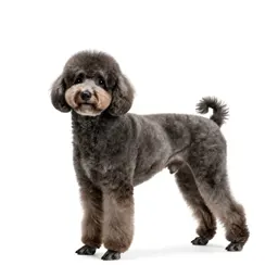 Poodle