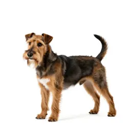 Rat terrier