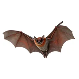 Red bat