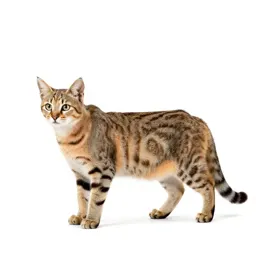 Sand cat