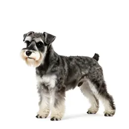 Schnauzer