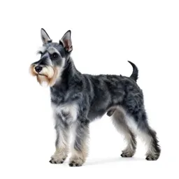 Silky terrier