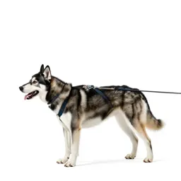 Sled dog