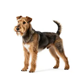 Smooth-haired fox terrier