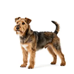 Soft-coated wheaten terrier
