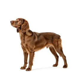 Spaniel