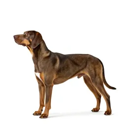 Sporting dog