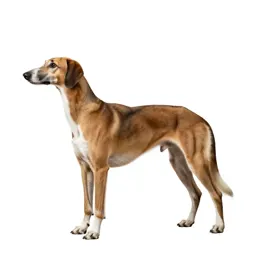 Staghound