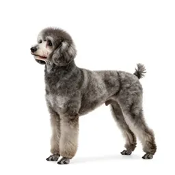 Standard poodle