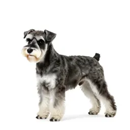 Standard schnauzer