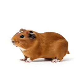 Tamarisk gerbil