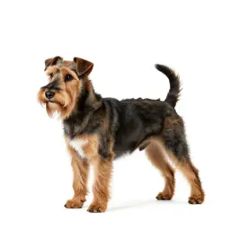 Terrier