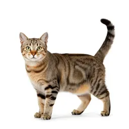 Tom