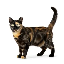Tortoiseshell