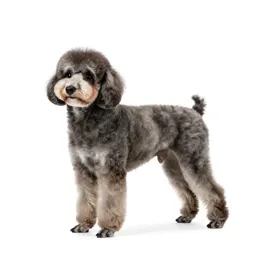 Toy poodle