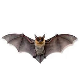 Vampire bat