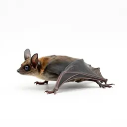 Vespertilian bat