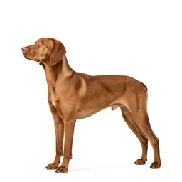 Vizsla