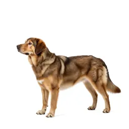 Water dog
