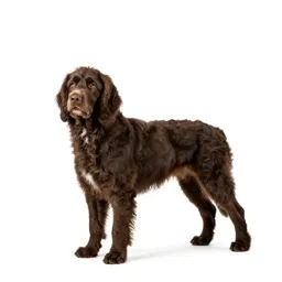 Water spaniel
