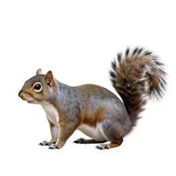 Western grey squirrel