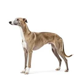 Whippet