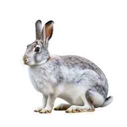 White-tailed jackrabbit
