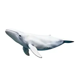 White whale