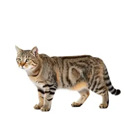 Wildcat