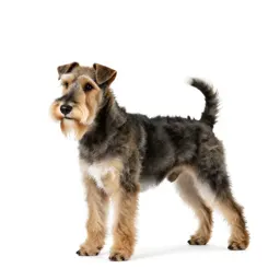 Wire-haired fox terrier