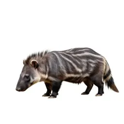 Aardvark