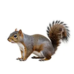 Eastern grey squirrel