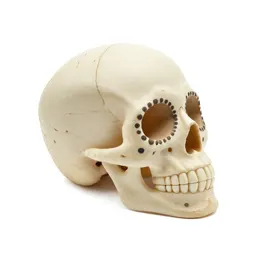 Day of the dead sugar skull