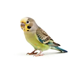 Parrot foraging toy