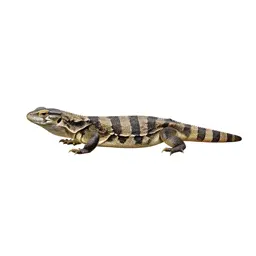 Reptile hide