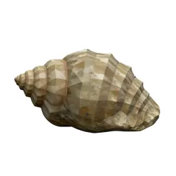 Fossil trilobite