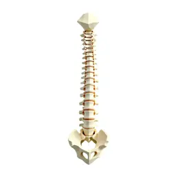 Spine anatomical model