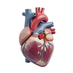 Anatomical heart model