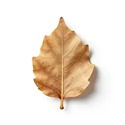 Fig leaf